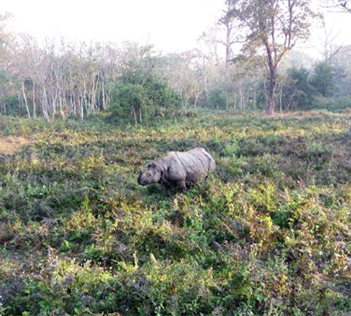 Explore Best of Dooars