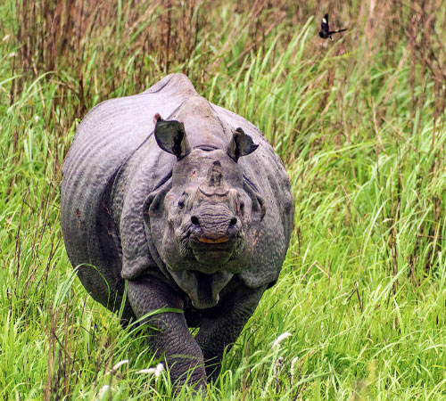 Assam Tour in 5 Nights 6 Days